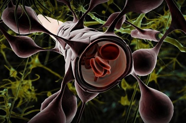 Медикам удалось взломать гематоэнцефалический барьер  для доставки лекарства от рака в мозг