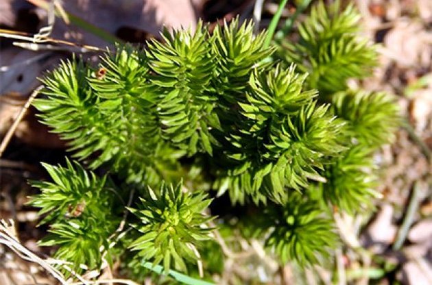 Рослини належать до підрозділу плауноподібних