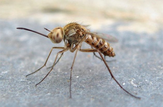 Выведены комары с "отключающим" малярию геном