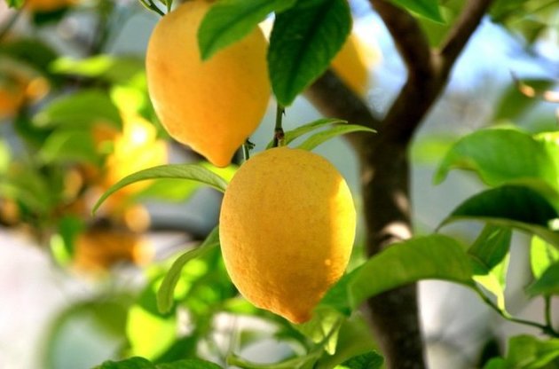 Сирия хочет экспортировать в РФ цитрусовые и текстиль