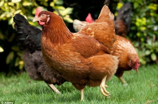 В США разрешили использовать генетически модифицированных куриц в лечебных целях