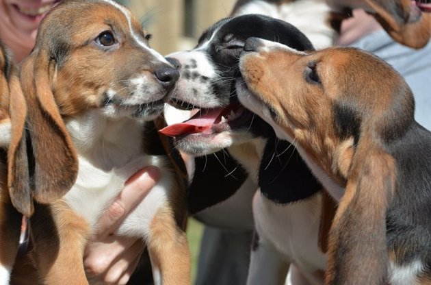В США появились на свет первые в мире щенки "из пробирки"
