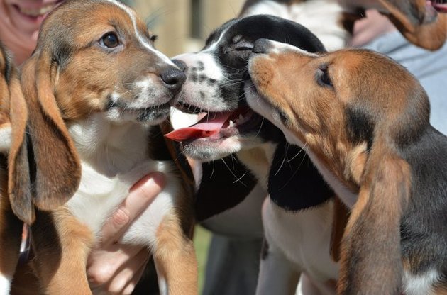 Цуценята з&#039;явилися на світ ще в червні