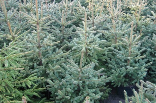 В "Гринпис" рекомендовали отказаться от пластмассовых елок на Новый год