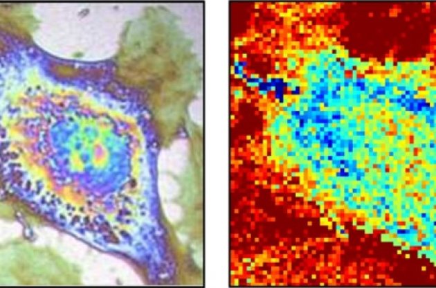 Ученые смогли измерить температуру в единичной клетке