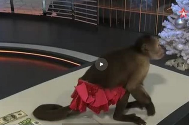 Обезьяна предсказала рост рубля и тут же выбросила купюру