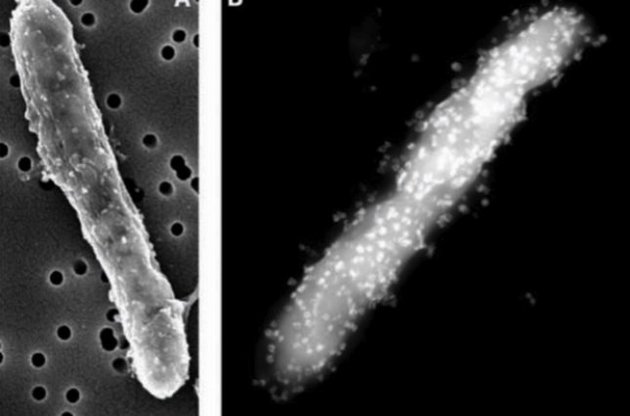 Бактерії можуть поглинати вуглекислий газ за допомогою нанообладунків – вчені