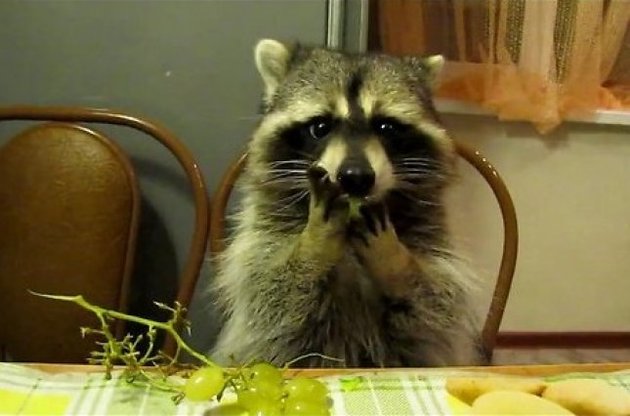 Естонцям заборонять домашніх єнотів