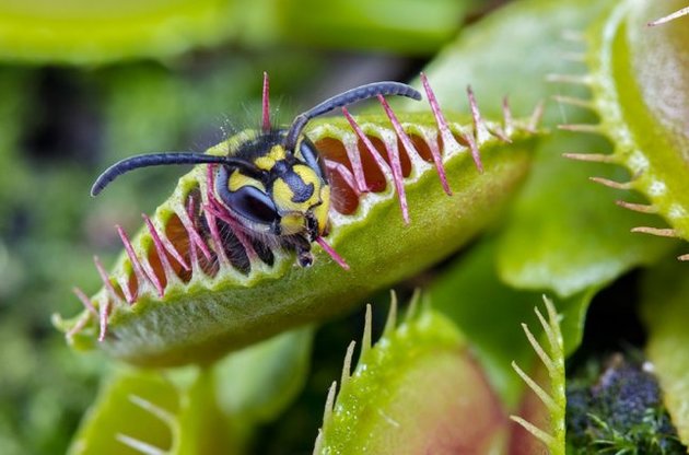 Венерина мухоловка навчилася рахувати до п&#039;яти