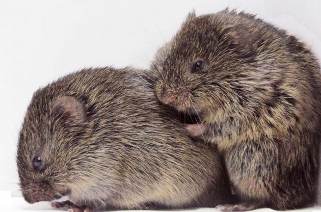 Полівки здатні співпереживати своїм родичам