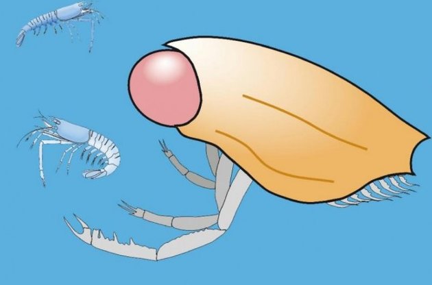 Очі ракоподібних складалися з 18 тисяч лінз