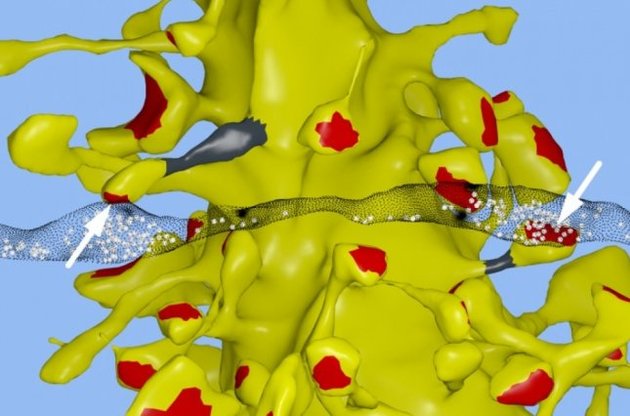Пам&#039;ять людини може вмістити петабайт інформації
