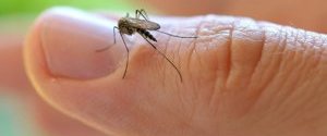 ВОЗ созывает экстренное совещание по борьбе с вирусом Зика