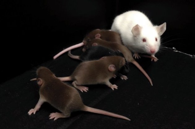 Вчені вивели самців мишей без Y-хромосоми