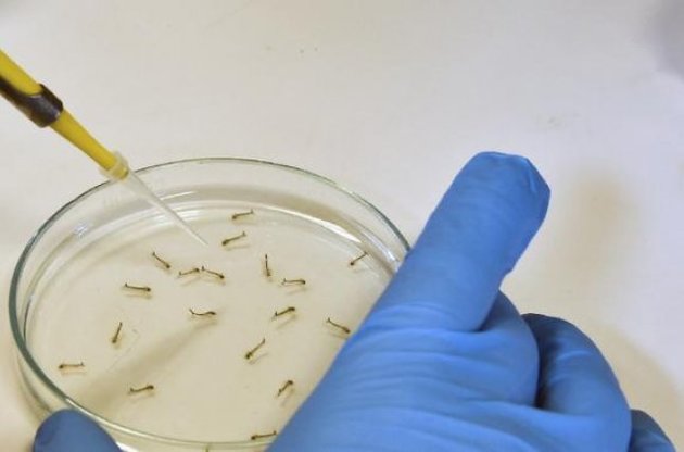 МАГАТЕ пропонує боротися з вірусом Зіка, стерилізуючи москітів радіацією