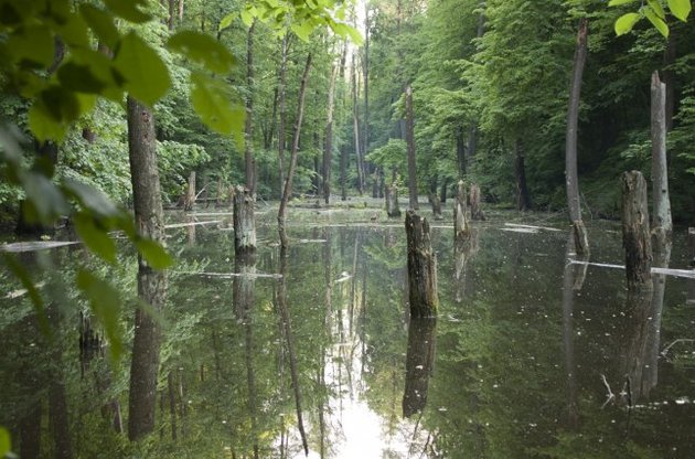 Саакашвили заявил, что все реформаторы покинули правительство, которое превратилось в кладбище и болото