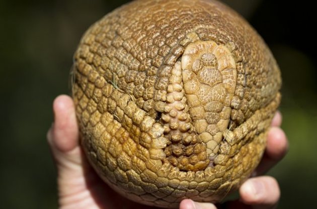 Длина глиптодонтов могла достигать трех метров