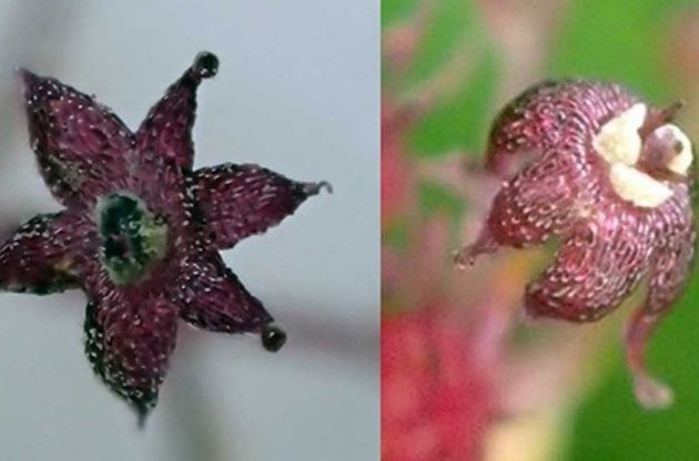 Растение выбрасывает на поверхность 9-15 цветков