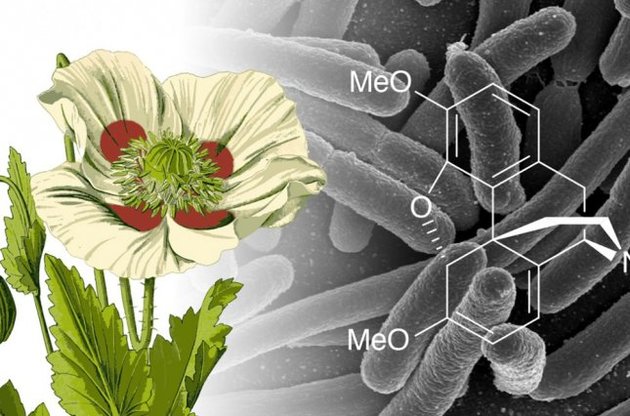 Ученые смогут производить более дешевые обезболивающие
