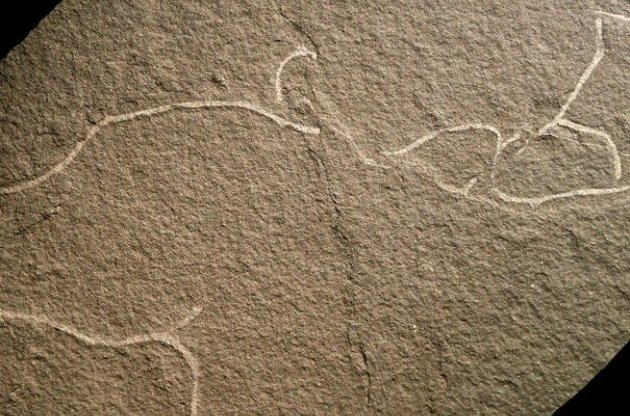 Палеонтологи обнаружили неизвестные ранее ископаемые водоросли