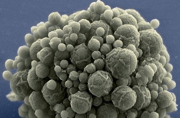 Вчені створили мікроб з мінімальним набором генів