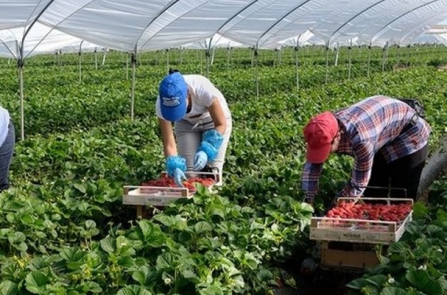 Українцям буде складніше отримати сезонну роботу в Польщі
