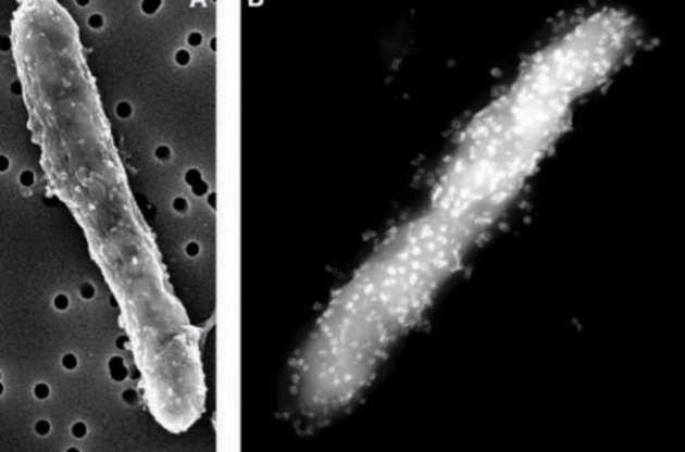 Гигантские бактерии способны нарушить законы природы – ученые
