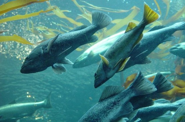 Вчені виявили в рибі речовини, що руйнують імунітет людини