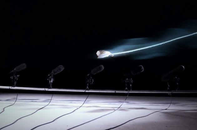 Сипуха летает практически бесшумно