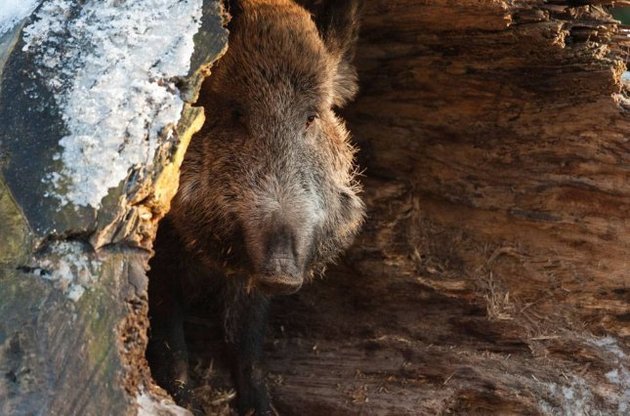Дикие кабаны моют грязные яблоки перед едой