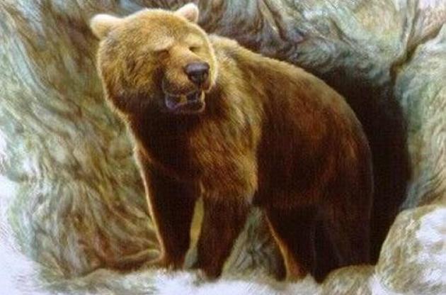 Причиною вимирання печерних ведмедів став осілий спосіб життя – вчені