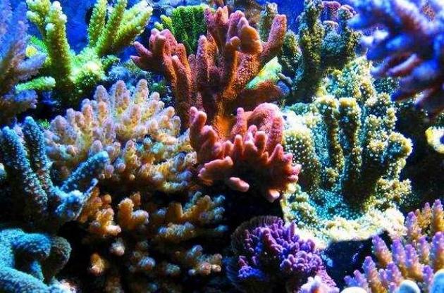 Кораллы сохранили "память" о великих военных сражениях - ученые