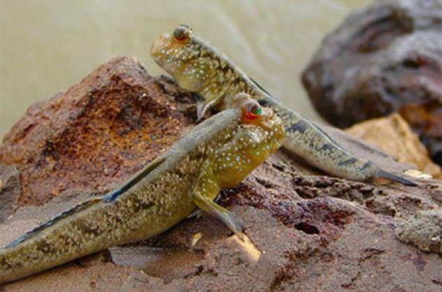 Хвіст допомагає тваринам долати перешкоди