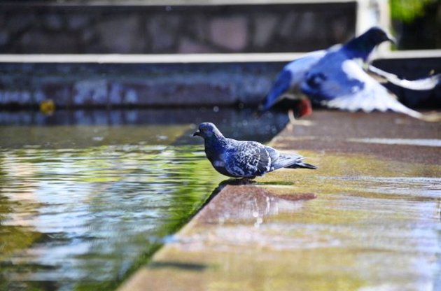 Жара спадет уже в понедельник