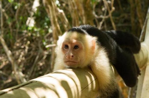 Капуцини використовують камені для розколювання горіхів протягом 700 років