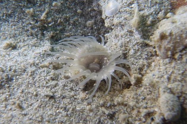 Вчені відкрили новий вид коралів-одинаків