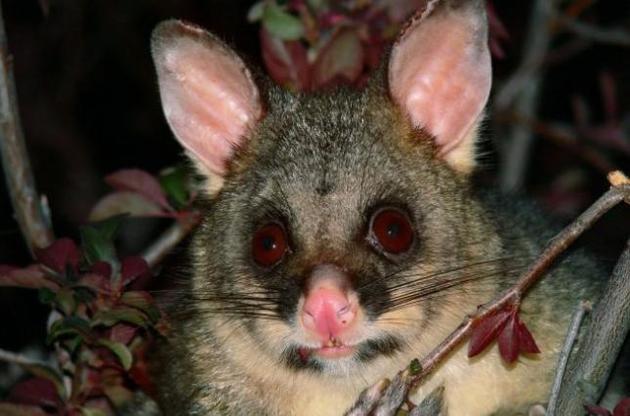 Нова Зеландія виділила 28 мільйонів доларів на знищення хижаків