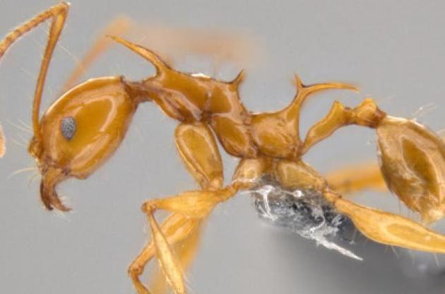 Ученые назвали новые виды муравьев в честь драконов из "Игры престолов"
