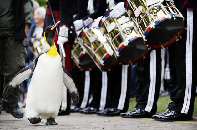 Пингвин дослужился до генерала в Норвегии