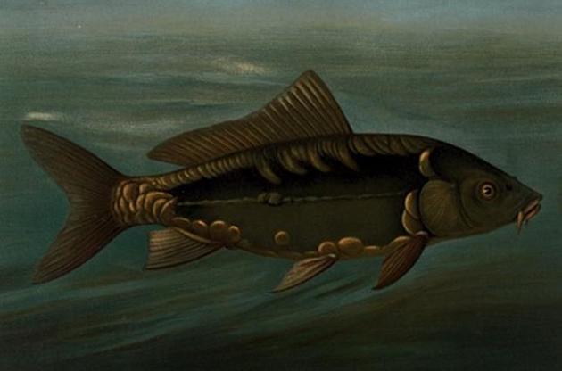 Дзеркальні коропи змогли повернути собі луску