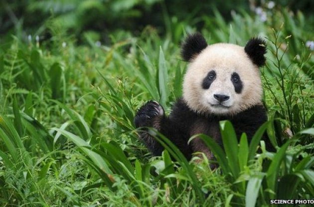 Велику панду виключили зі списку зникаючих видів