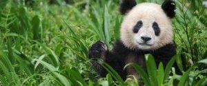 Большую панду исключили из списка исчезающих видов