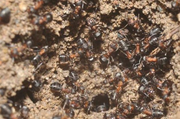 Колонія повністю складається з робочих мурах