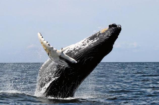 Завдяки глобальному потеплінню в Арктику почали повертатися кити – вчені