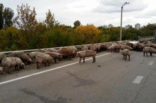 Под Харьковом перевернулся грузовик с сотней свиней