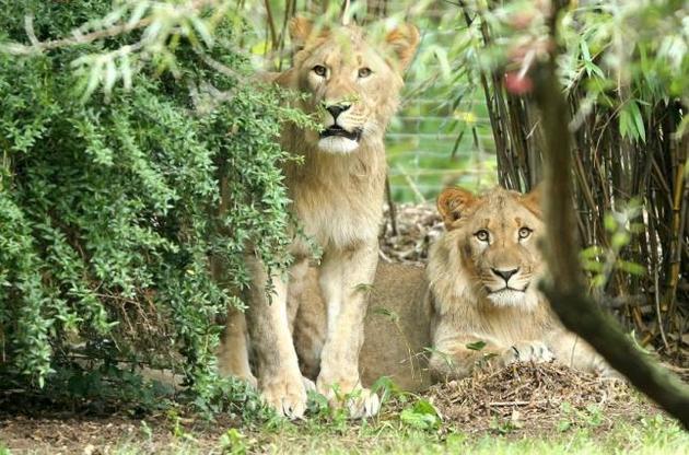 В Лейпциге из зоопарка сбежали двое львов, одного из них застрелили