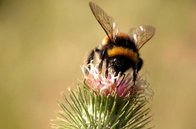 Шмели оказались способны учиться