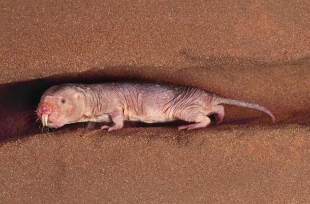 Голі землекопи не відчувають болю і не хворіють раковими захворюваннями
