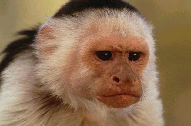 Капуцины способны изготавливать орудия труда