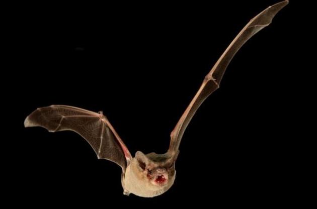 Летучие мыши развивают скорость полета до 160 километров в час